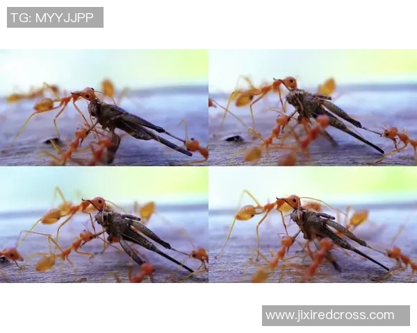 深入探讨北京攀岩队的团队协作与配合表现分析